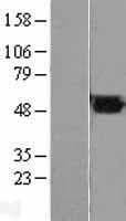 FH / Fumarase / MCL Protein (Over-Expression Lysate Myc-DDK (Flag))