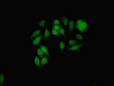 MDC1 Antibody