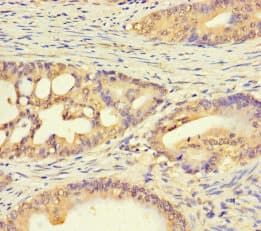 C1orf53 Antibody (aa1-145)
