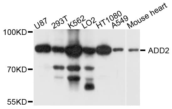 ADD2 Antibody