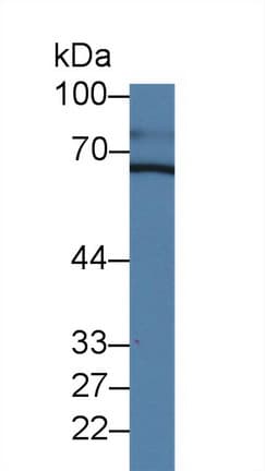 CHGA / Chromogranin A Antibody (aa24-154, APC)