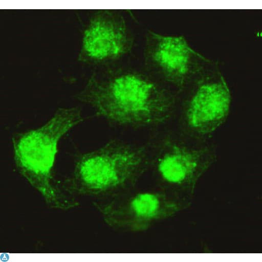 Monoclonal Mouse anti-Human PPP4C Antibody (WB)
