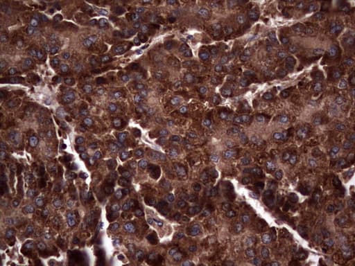 RSPO3 Antibody (aa22-272, clone 3D5, Carrier-free)