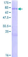 Human KCTD18 Protein (Recombinant GST)