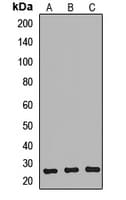NTMT1 / C9orf32 Antibody