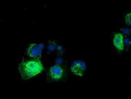 RASD2 Antibody (clone OTI1A12)