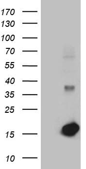 Monoclonal Mouse anti-Human LGALS1 / Galectin 1 Antibody (clone OTI7C3, WB)