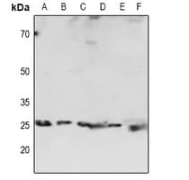 CBX5 / HP1 Alpha Antibody