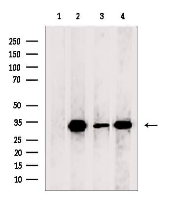 COQ4 Antibody