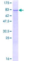 Human DALRD3 Protein (Recombinant GST)