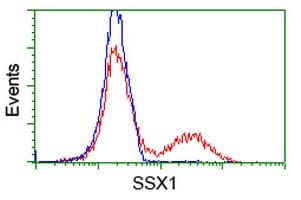 SSX1 Antibody (clone OTI1E10)