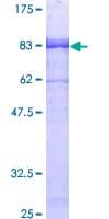 Human GABRA3 Protein (Recombinant GST)