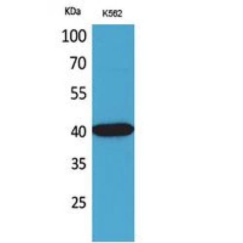 GJA5 / CX40 / Connexin 40 Antibody (N-Terminal)