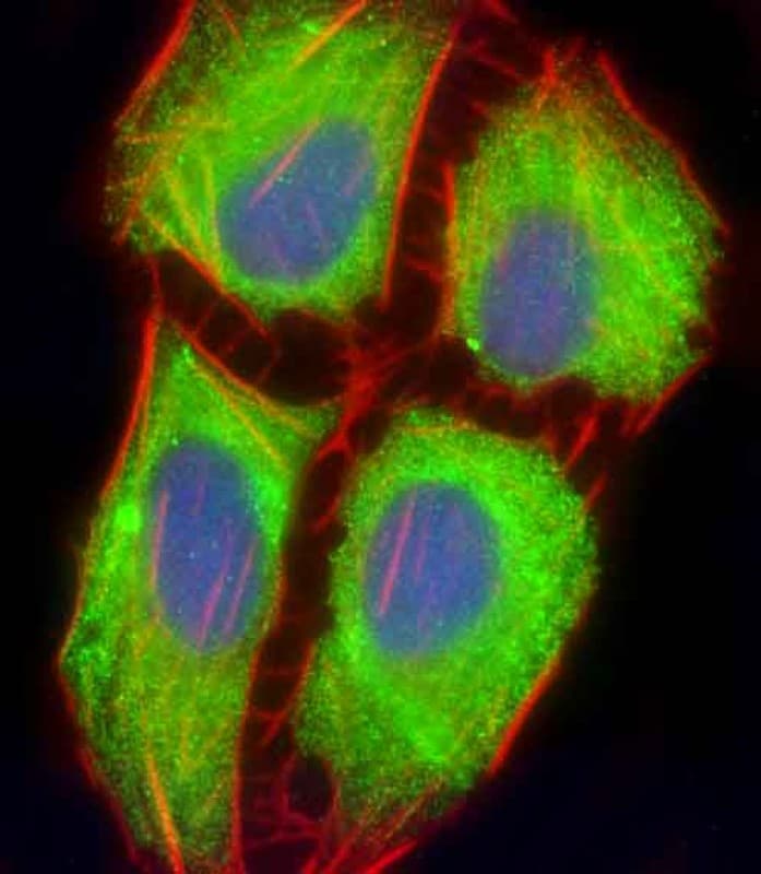 MIF4GD Antibody (C-Terminus)