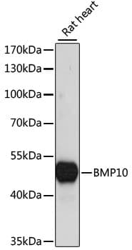 BMP10 Antibody