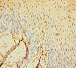 SEC11C Antibody (aa49-192)