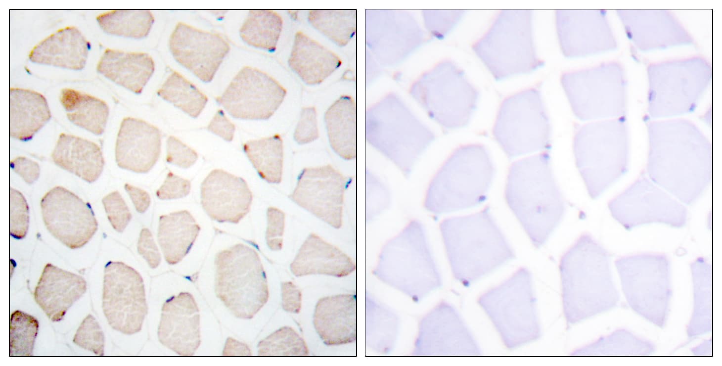 CLOCK Antibody (aa241-290)