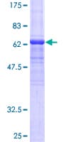 Human ANGPTL7 / CDT6 Protein (Recombinant GST)