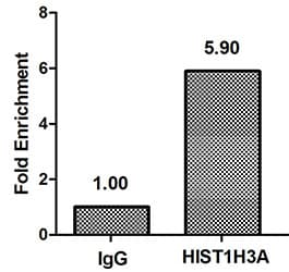 HIST1H3A Antibody
