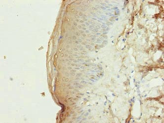 PLD4 / Phospholipase D4 Antibody (aa52-506)