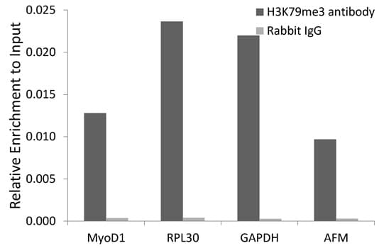 Histone H3 Antibody (Tri-Methyl-Lys79)