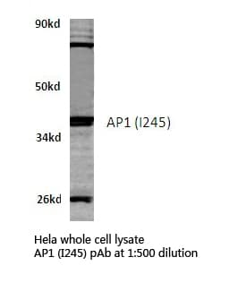 Polyclonal Rabbit anti-Human JUN / c-Jun Antibody (Ile245, IHC, WB)