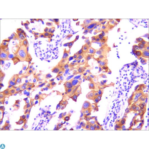EGFR Antibody