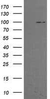 PIK3R5 Antibody (clone OTI4B11, Carrier-free)