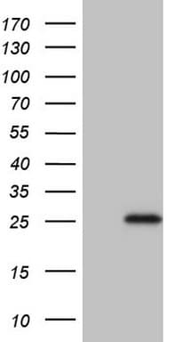 TNFRSF18 / GITR Antibody (aa26-162, clone OTI1C4)