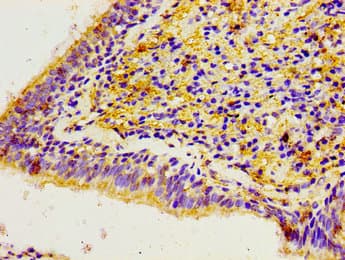 CACYBP Antibody