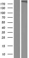 GREB1L / KIAA1772 Protein (Over-Expression Lysate Myc-DDK (Flag))