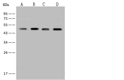 BCKDHA / BCKDE1A Antibody
