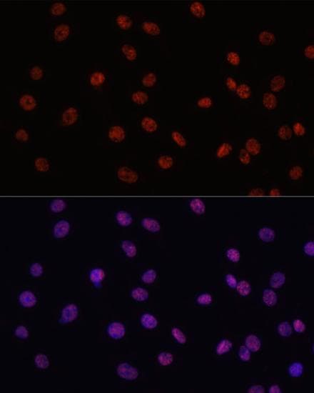 MYCT1 Antibody