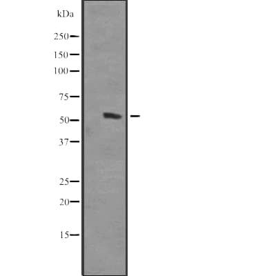HOMEZ Antibody