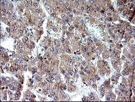 SHBG Antibody (clone OTI1D10)