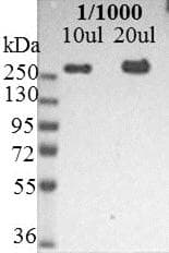 PathPlus™ NES / Nestin Antibody (clone 10C2)