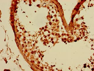 GFRA3 Antibody