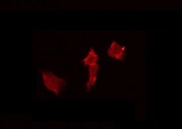 Polyclonal Rabbit anti-Human AGFG2 Antibody (IF, WB)