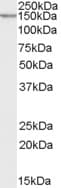 NRXN1 / Neurexin 1 Antibody (aa1524-1537)