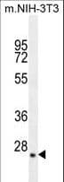 GFER Antibody (aa173-202)