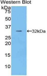 CD2AP Antibody (aa368-623, Cy3)