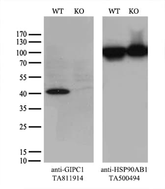 Monoclonal Mouse anti-Human GIPC1 / GIPC Antibody (clone OTI4C11, WB)