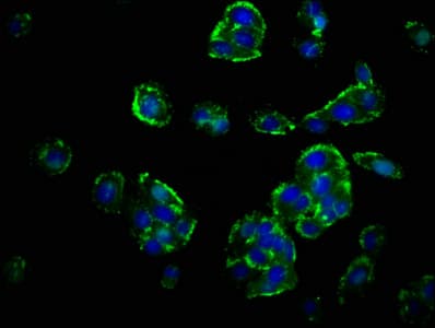 GHRHR Antibody