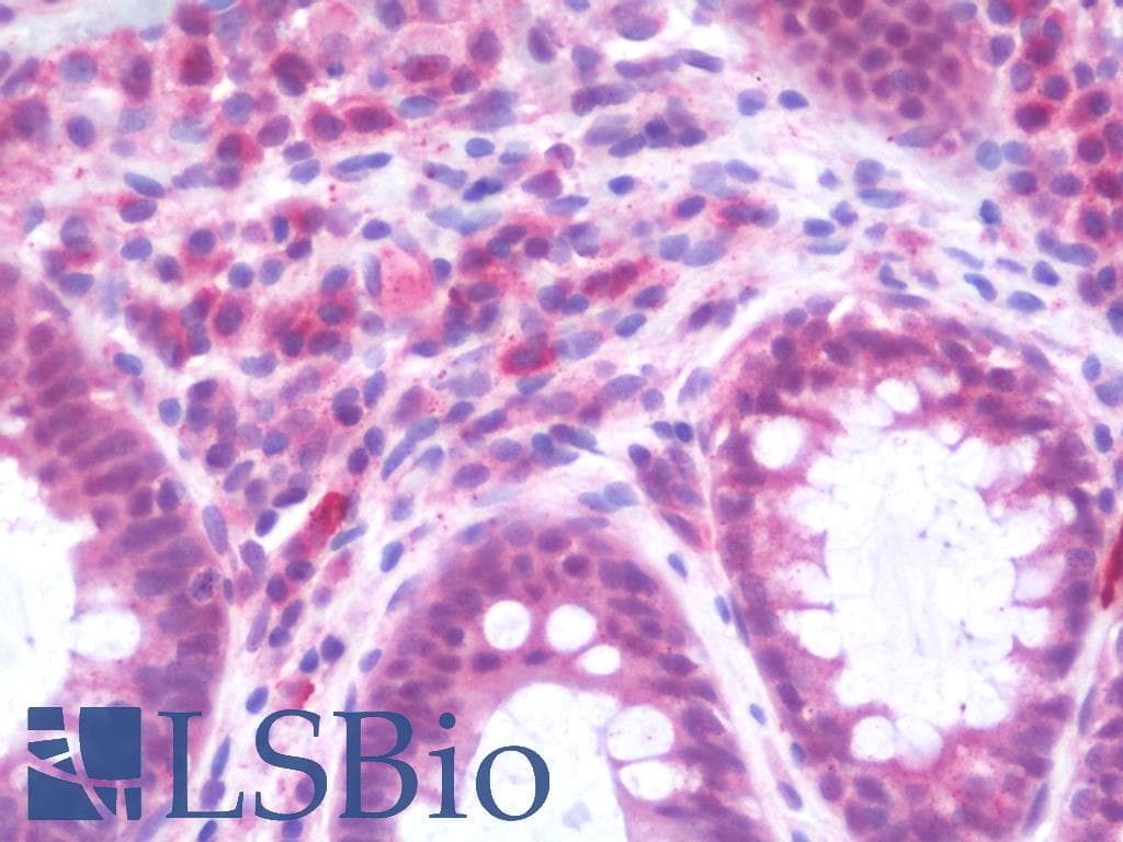 IHC-plus™ RAP2C Antibody (aa97-146)