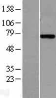 KLKB1 / Plasma Kallikrein Protein (Over-Expression Lysate Myc-DDK (Flag))