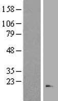 RNASE3 Protein (Over-Expression Lysate Myc-DDK (Flag))