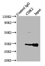 CDK2 Antibody