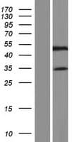 SYNE4 / C19orf46 Protein (Over-Expression Lysate Myc-DDK (Flag))