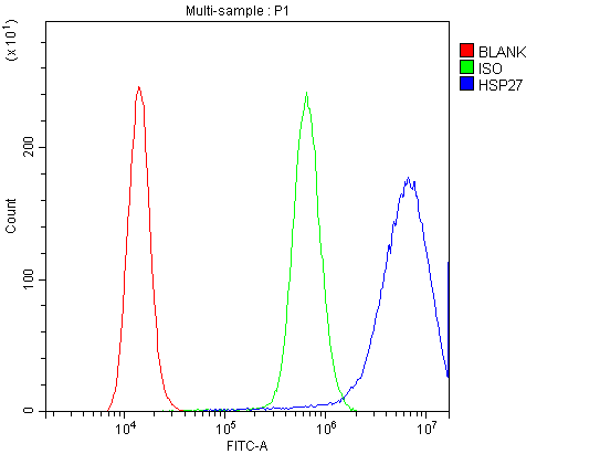 HSPB1 / HSP27 Antibody (aa1-205)
