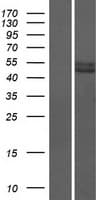 PRAMEF12 Protein (Over-Expression Lysate Myc-DDK (Flag))